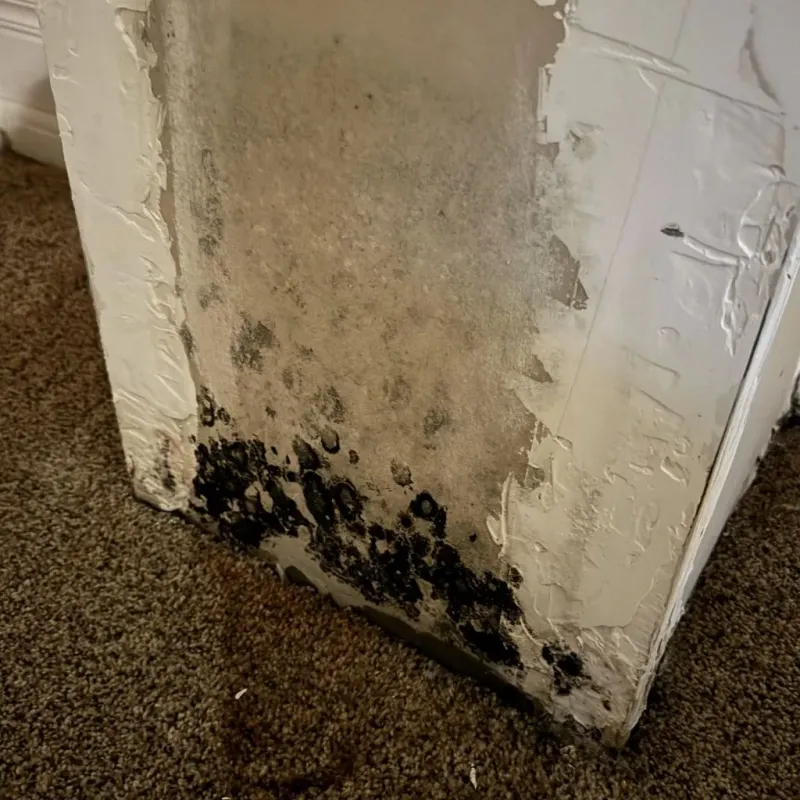 Professional Mold Removal in Adams County, ND